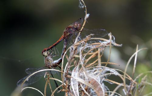 Réf. 192 548 : Sympetrum striolatum